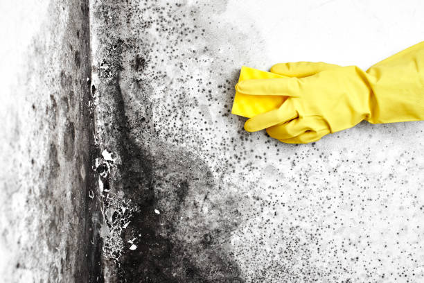 Best Local Mold Removal Service  in Rendon, TX