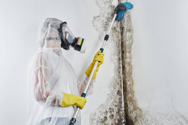 Best Mold Inspection  in Rendon, TX