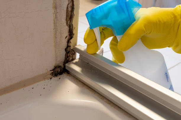 Attic Mold Removal in Rendon, TX
