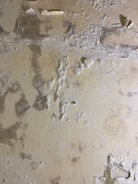 Best Commercial Mold Removal  in Rendon, TX