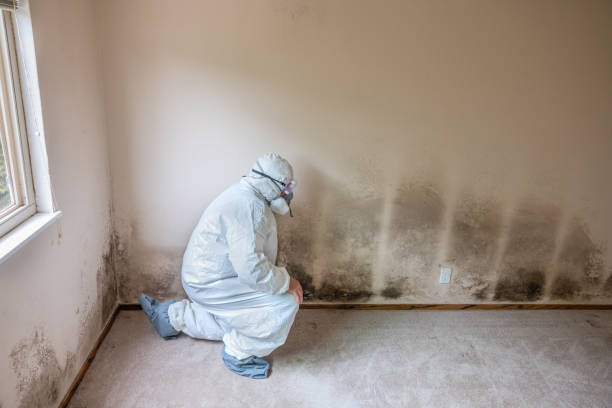 Best Certified Mold Removal  in Rendon, TX