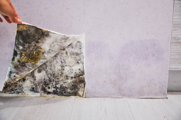 Best Mold Removal Near Me  in Rendon, TX